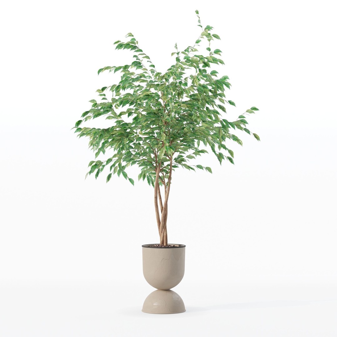 Ficus Benjamina 3D Model – Modern Pot Plant, PBR Textures, FBX, OBJ - View 21