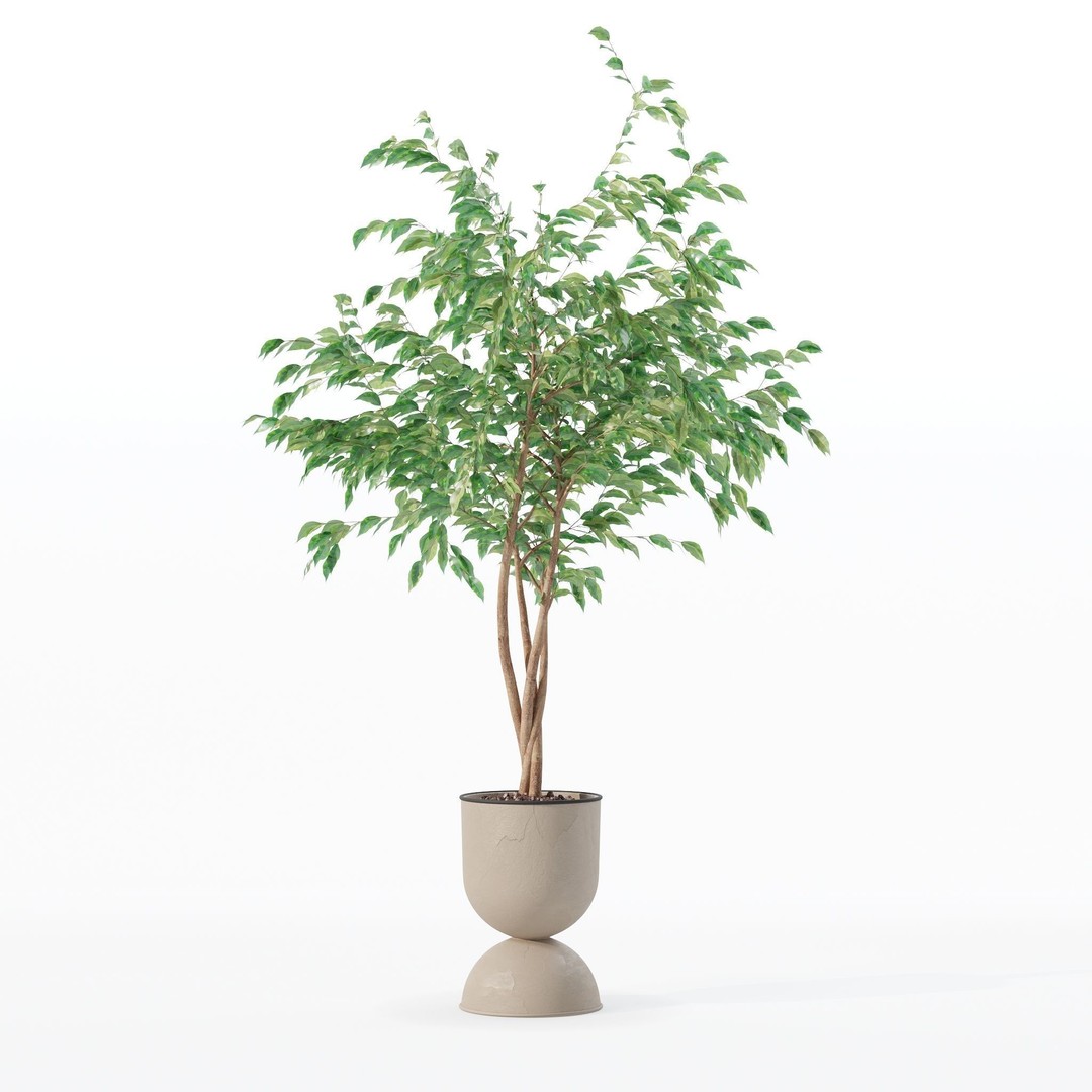 Ficus Benjamina 3D Model – Modern Pot Plant, PBR Textures, FBX, OBJ - View 22