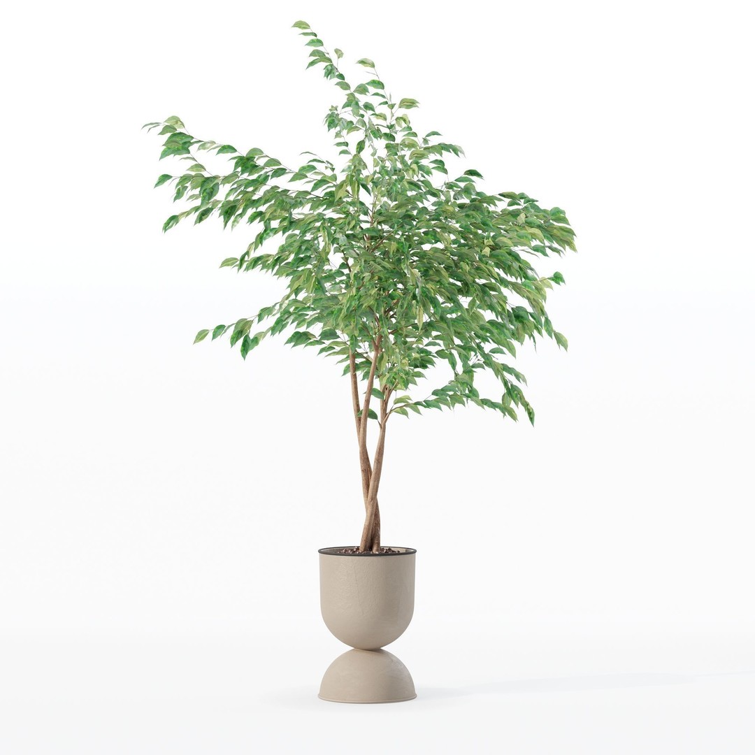 Ficus Benjamina 3D Model – Modern Pot Plant, PBR Textures, FBX, OBJ - View 24