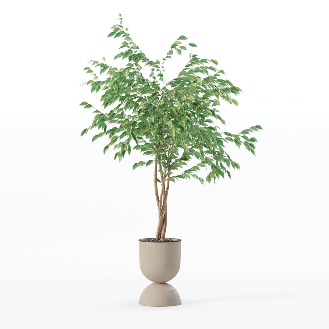Ficus Benjamina 3D Model – Modern Pot Plant, PBR Textures, FBX, OBJ - View 25