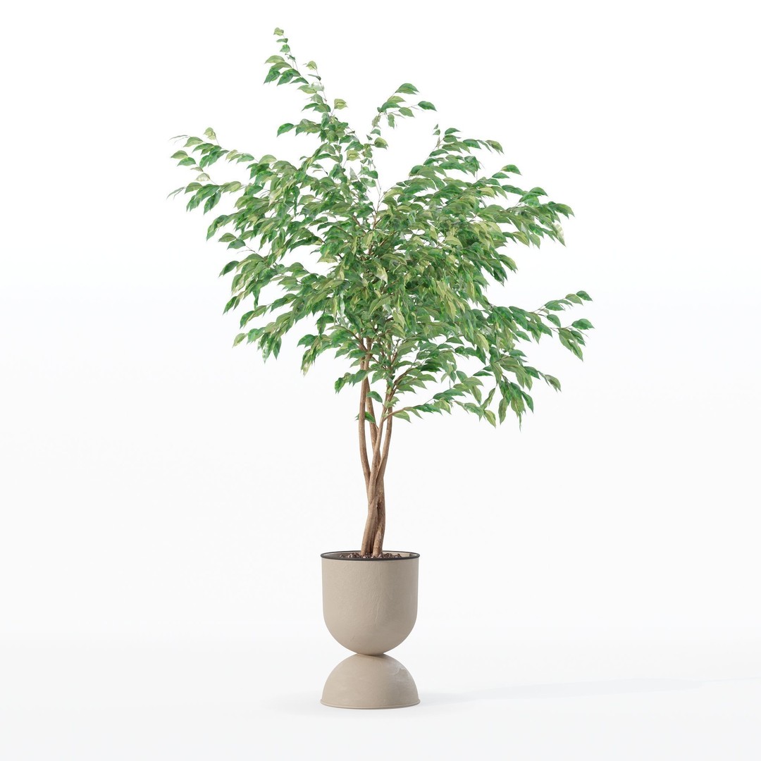 Ficus Benjamina 3D Model – Modern Pot Plant, PBR Textures, FBX, OBJ - View 26
