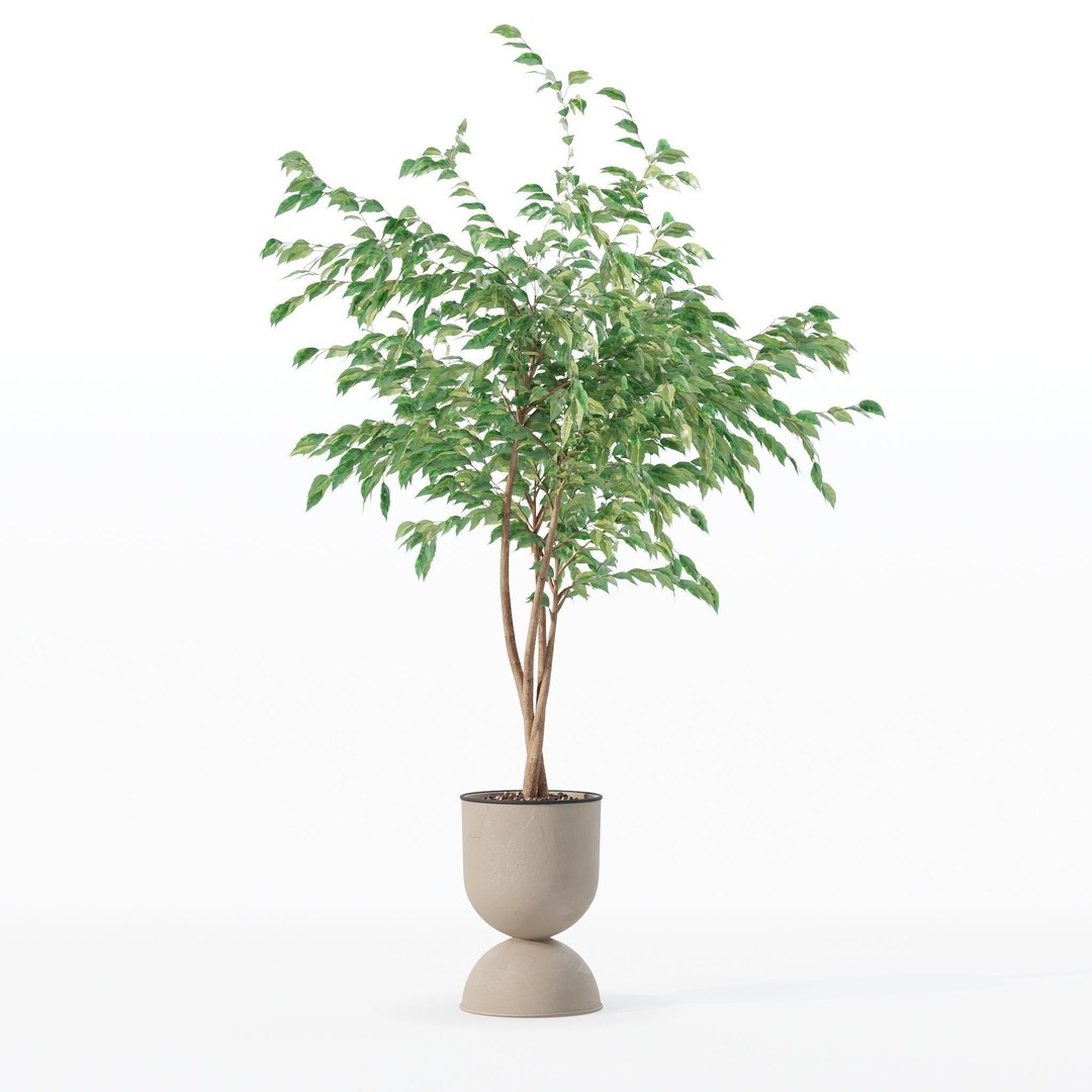 Ficus Benjamina 3D Model – Modern Pot Plant, PBR Textures, FBX, OBJ - View 27