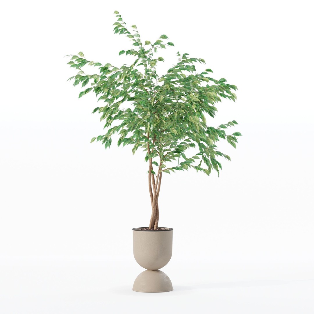 Ficus Benjamina 3D Model – Modern Pot Plant, PBR Textures, FBX, OBJ - View 28