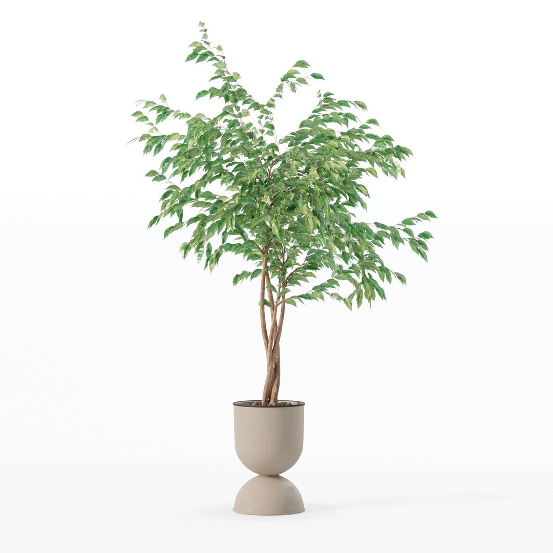 Ficus Benjamina 3D Model – Modern Pot Plant, PBR Textures, FBX, OBJ - View 29