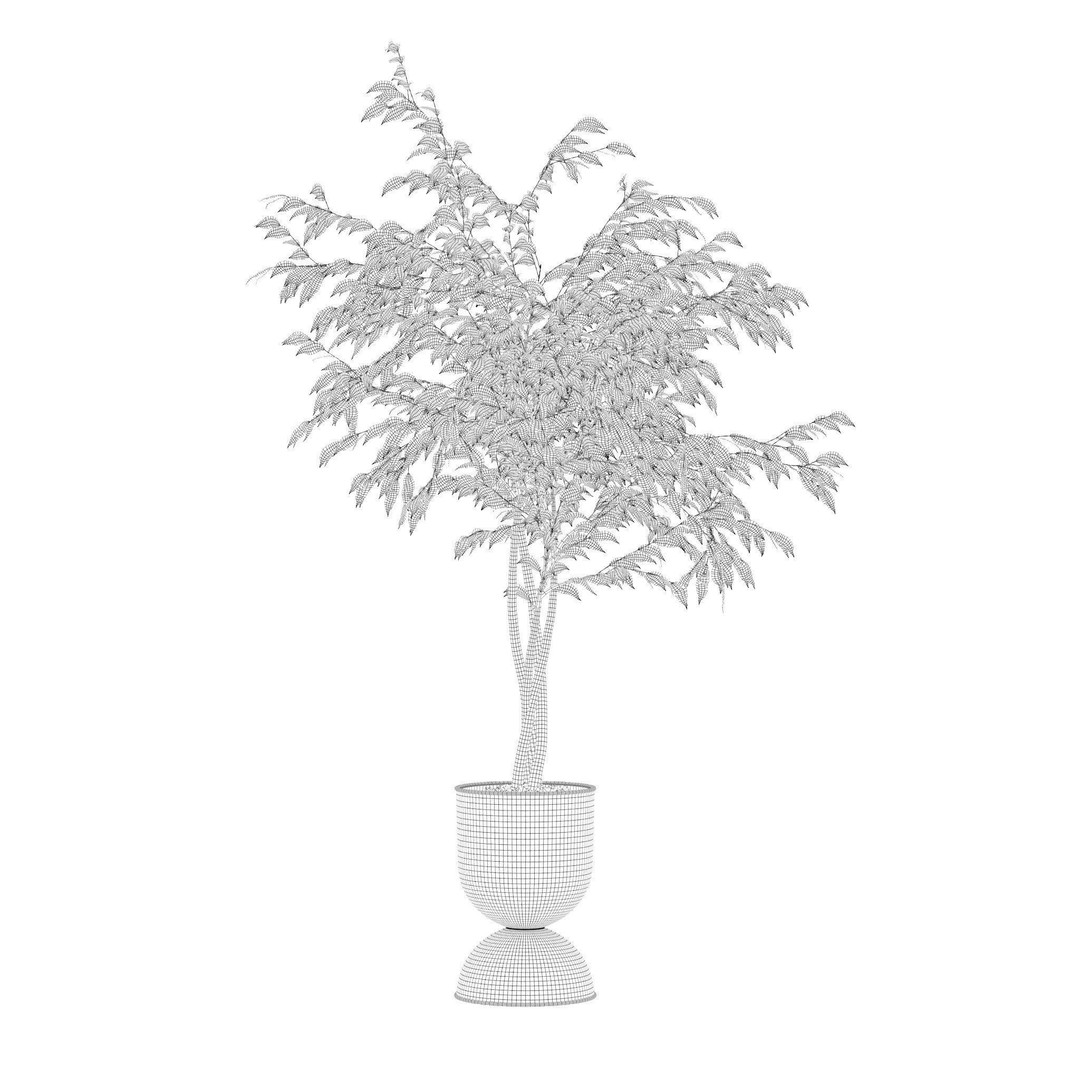 Ficus Benjamina 3D Model – Modern Pot Plant, PBR Textures, FBX, OBJ - View 3