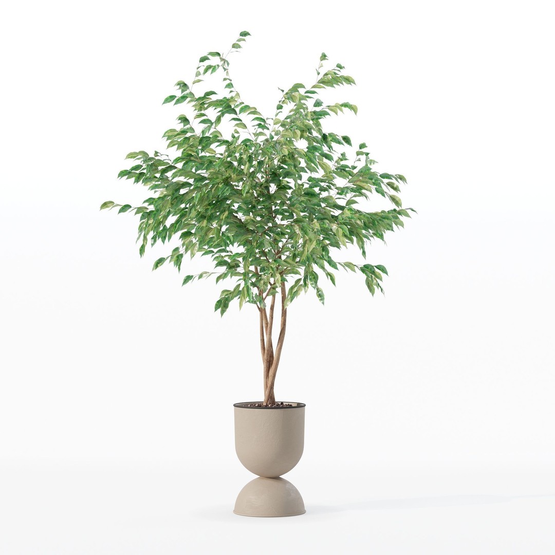 Ficus Benjamina 3D Model – Modern Pot Plant, PBR Textures, FBX, OBJ - View 30
