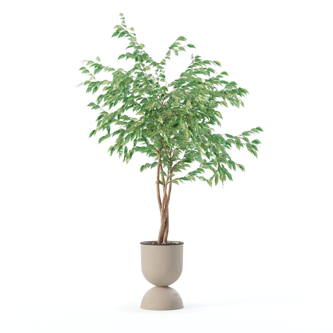Ficus Benjamina 3D Model – Modern Pot Plant, PBR Textures, FBX, OBJ - View 4