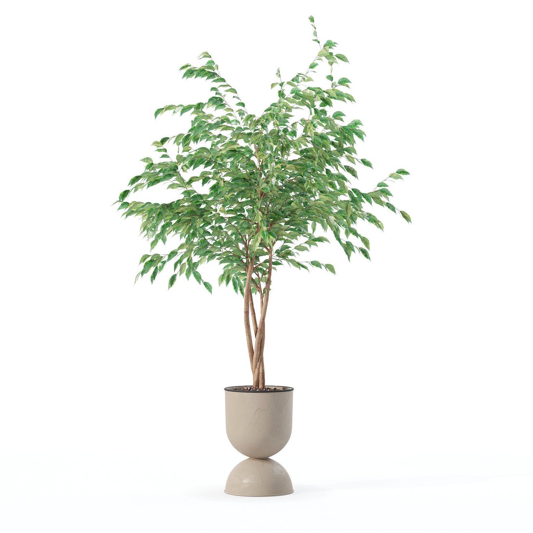 Ficus Benjamina 3D Model – Modern Pot Plant, PBR Textures, FBX, OBJ - View 5