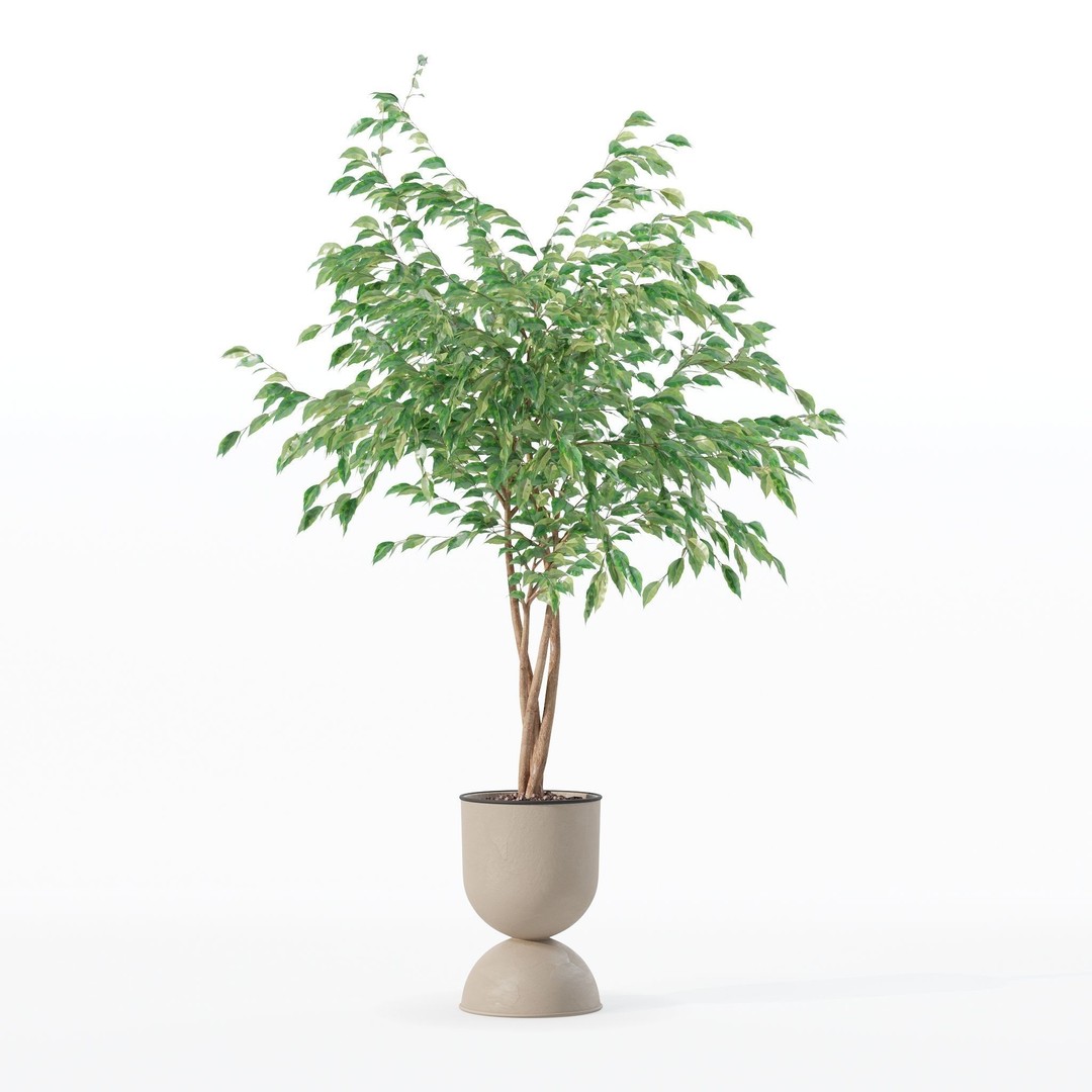 Ficus Benjamina 3D Model – Modern Pot Plant, PBR Textures, FBX, OBJ - View 7