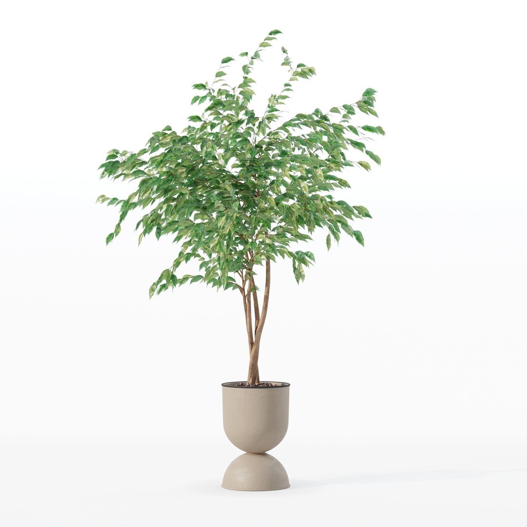 Ficus Benjamina 3D Model – Modern Pot Plant, PBR Textures, FBX, OBJ - View 9