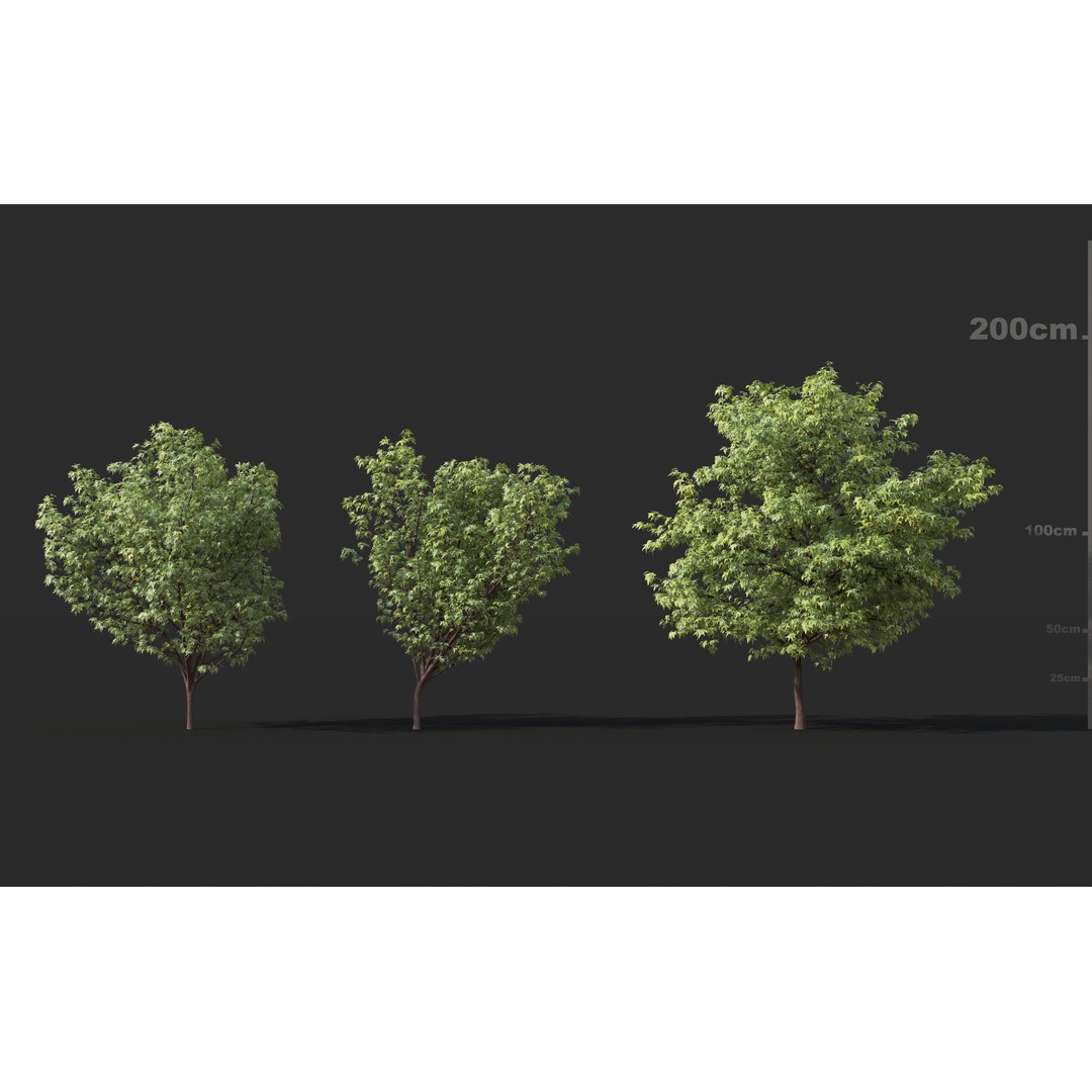 Japanese Plants 3D Model – High-Quality Bush Collection, FBX & GrowFX - View 12