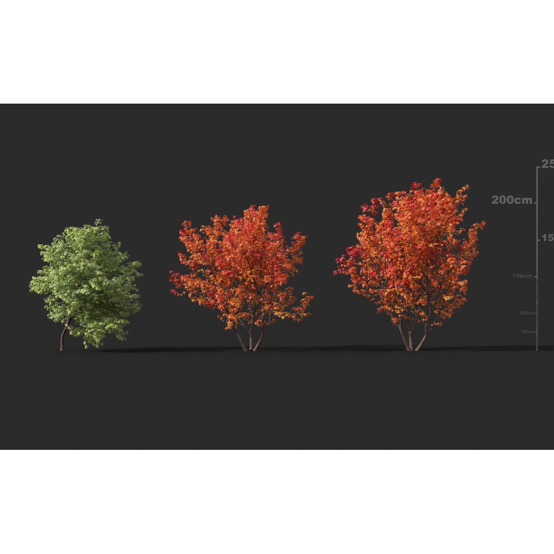Japanese Plants 3D Model – High-Quality Bush Collection, FBX & GrowFX - View 13