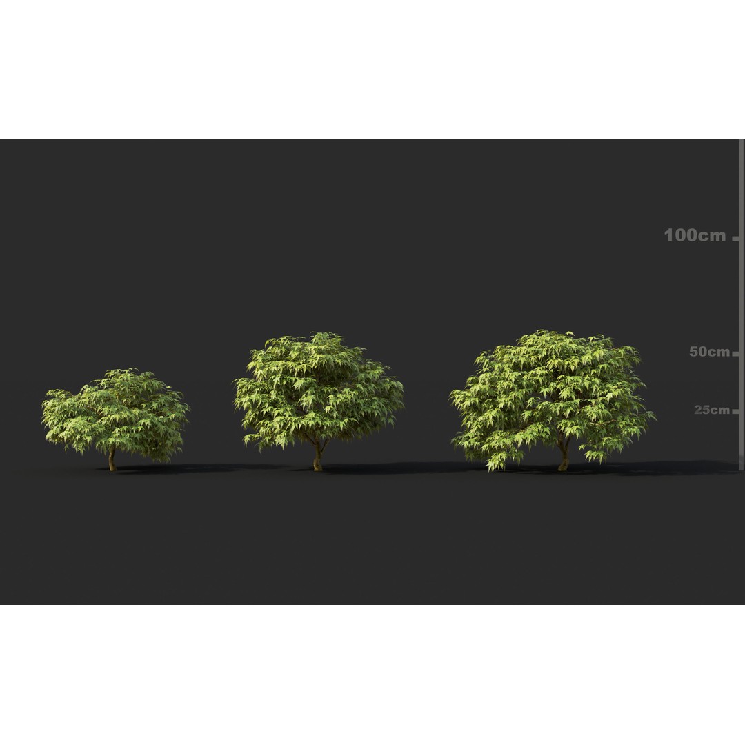 Japanese Plants 3D Model – High-Quality Bush Collection, FBX & GrowFX - View 18