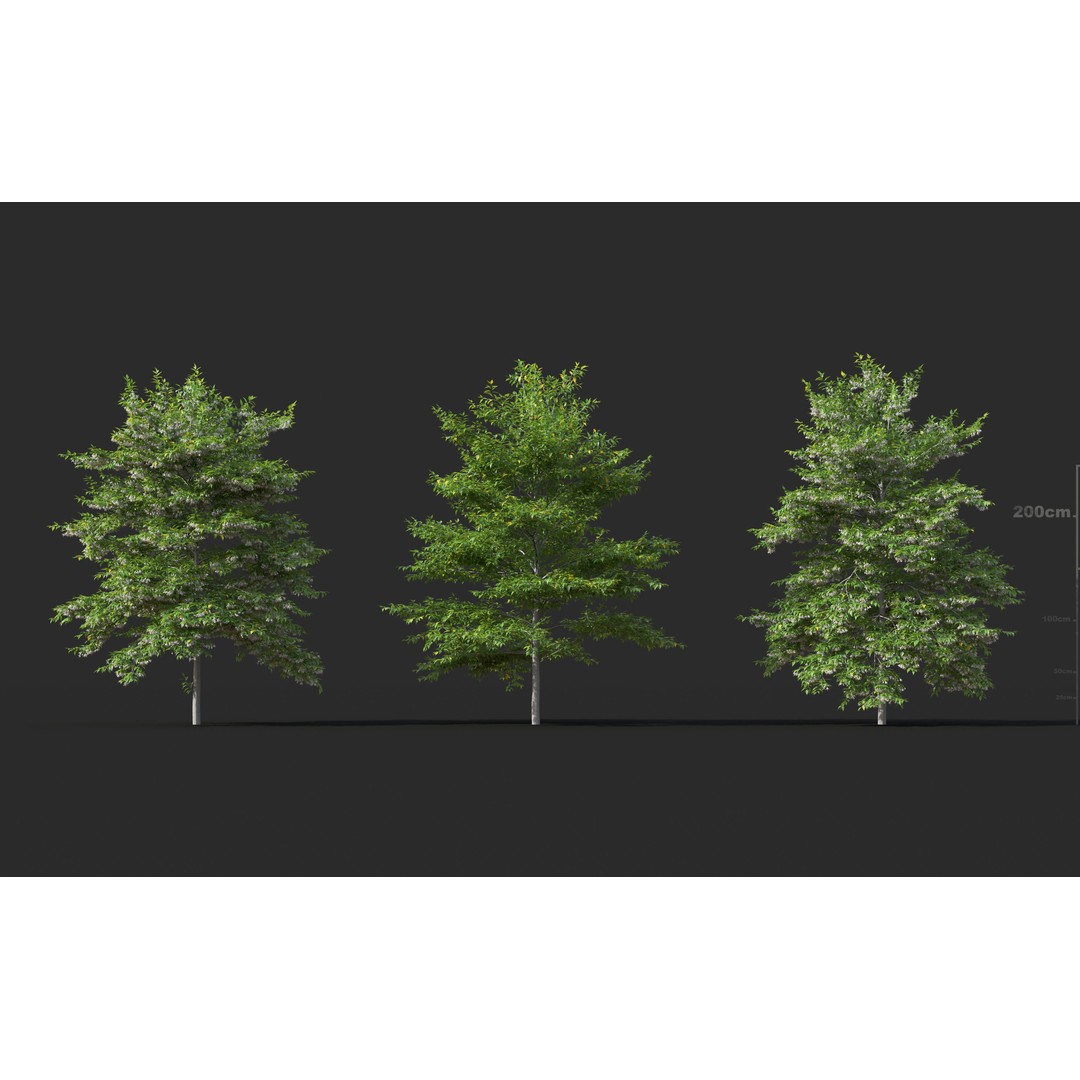 Japanese Plants 3D Model – High-Quality Bush Collection, FBX & GrowFX - View 26