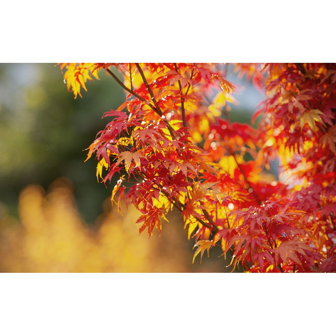 Japanese Plants 3D Model – High-Quality Bush Collection, FBX & GrowFX - View 4
