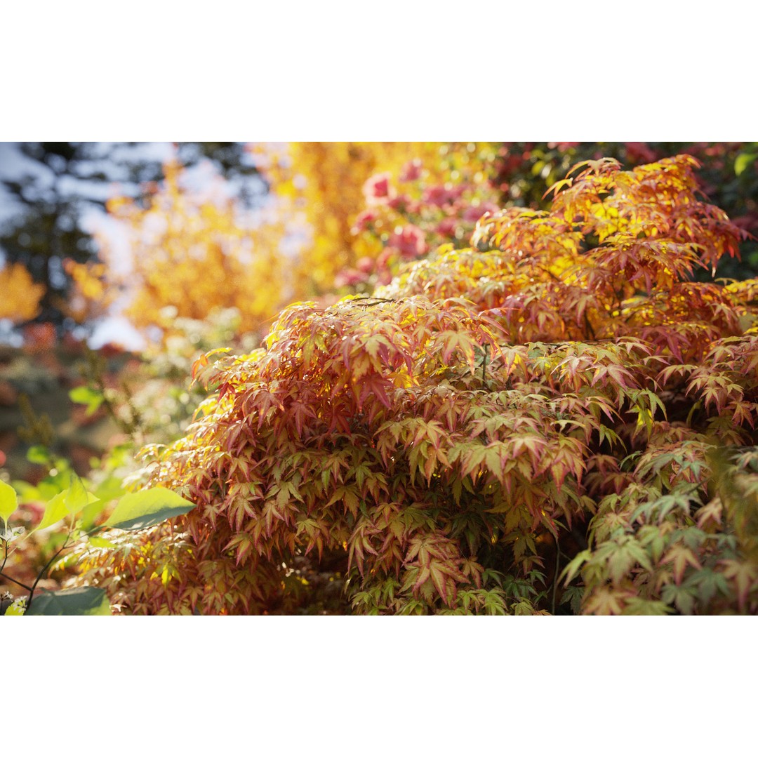 Japanese Plants 3D Model – High-Quality Bush Collection, FBX & GrowFX - View 5