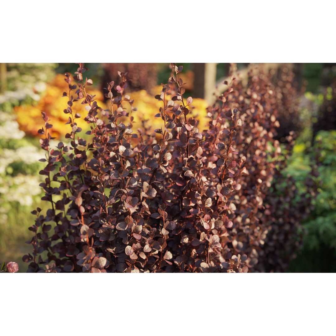 Japanese Plants 3D Model – High-Quality Bush Collection, FBX & GrowFX - View 7