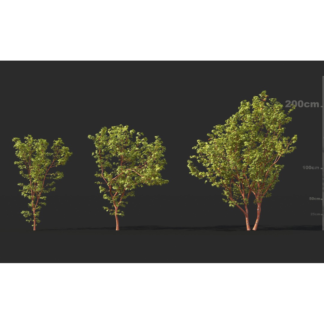 Japanese Plants 3D Model – High-Quality Bush Collection, FBX & GrowFX - View 8
