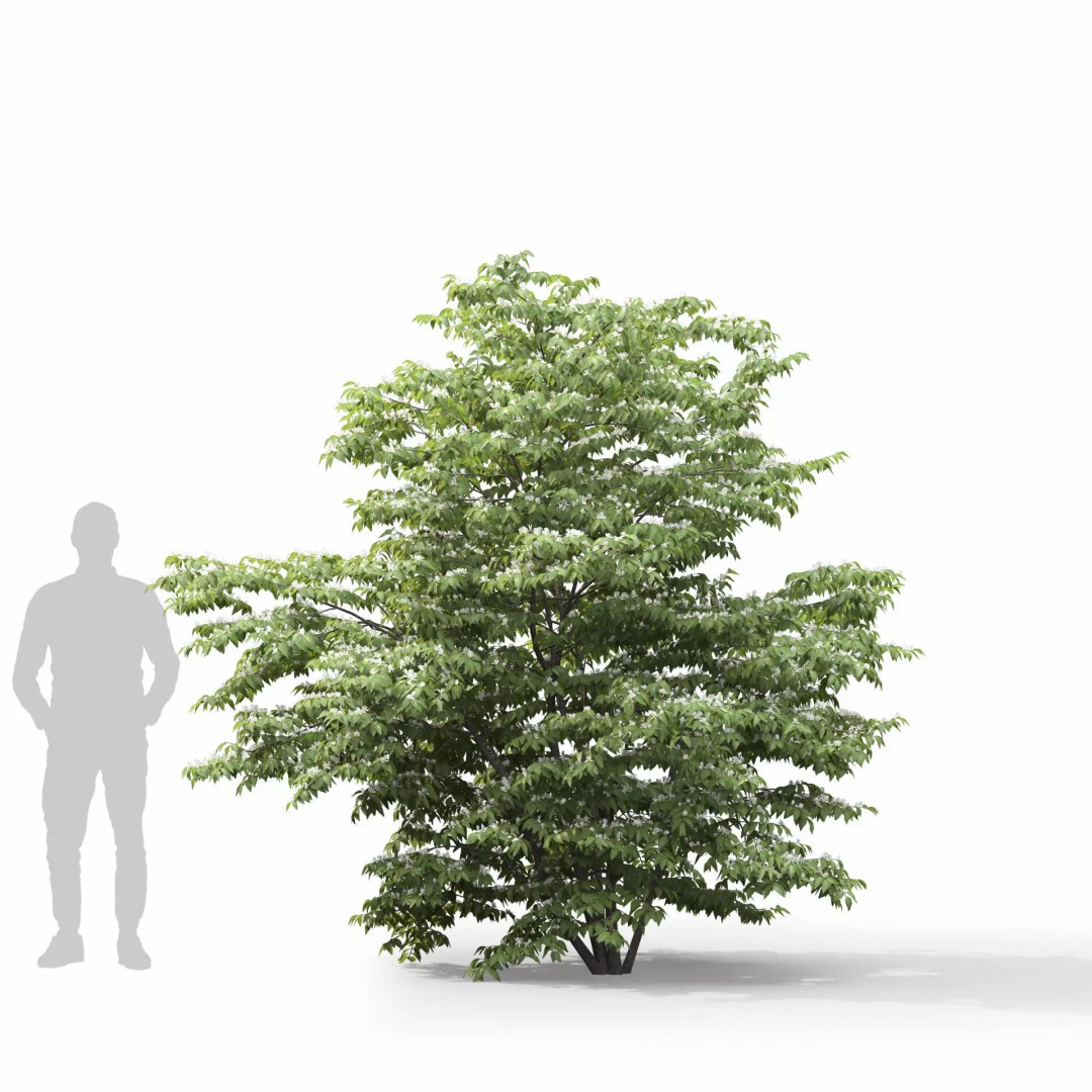 Lonicera Maackii 3D Model – Realistic Plant Asset with PBR Textures, FBX - View 10
