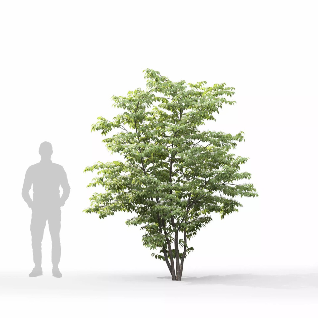 Lonicera Maackii 3D Model – Realistic Plant Asset with PBR Textures, FBX - View 11