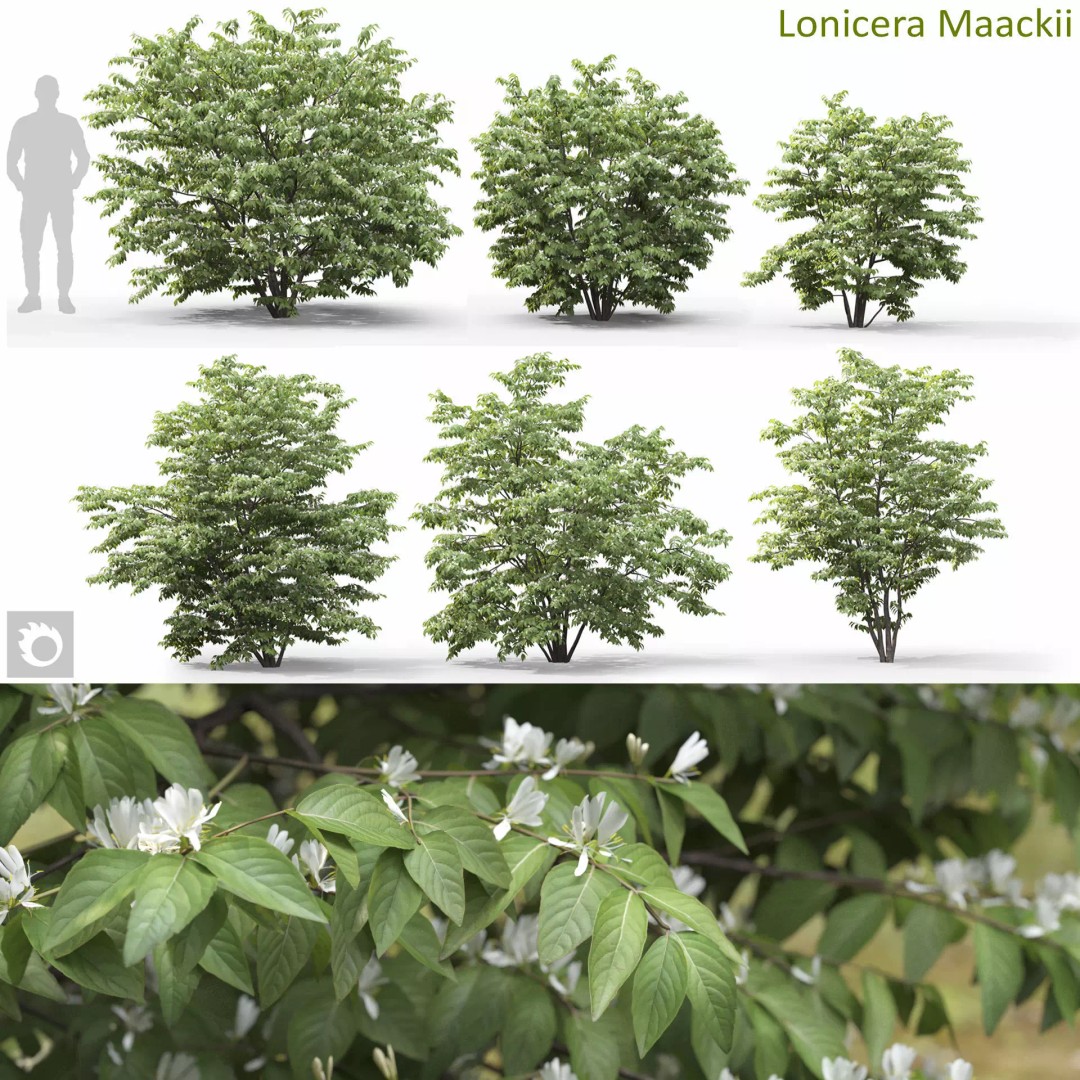 Lonicera Maackii 3D Model – Realistic Plant Asset with PBR Textures, FBX - View 2