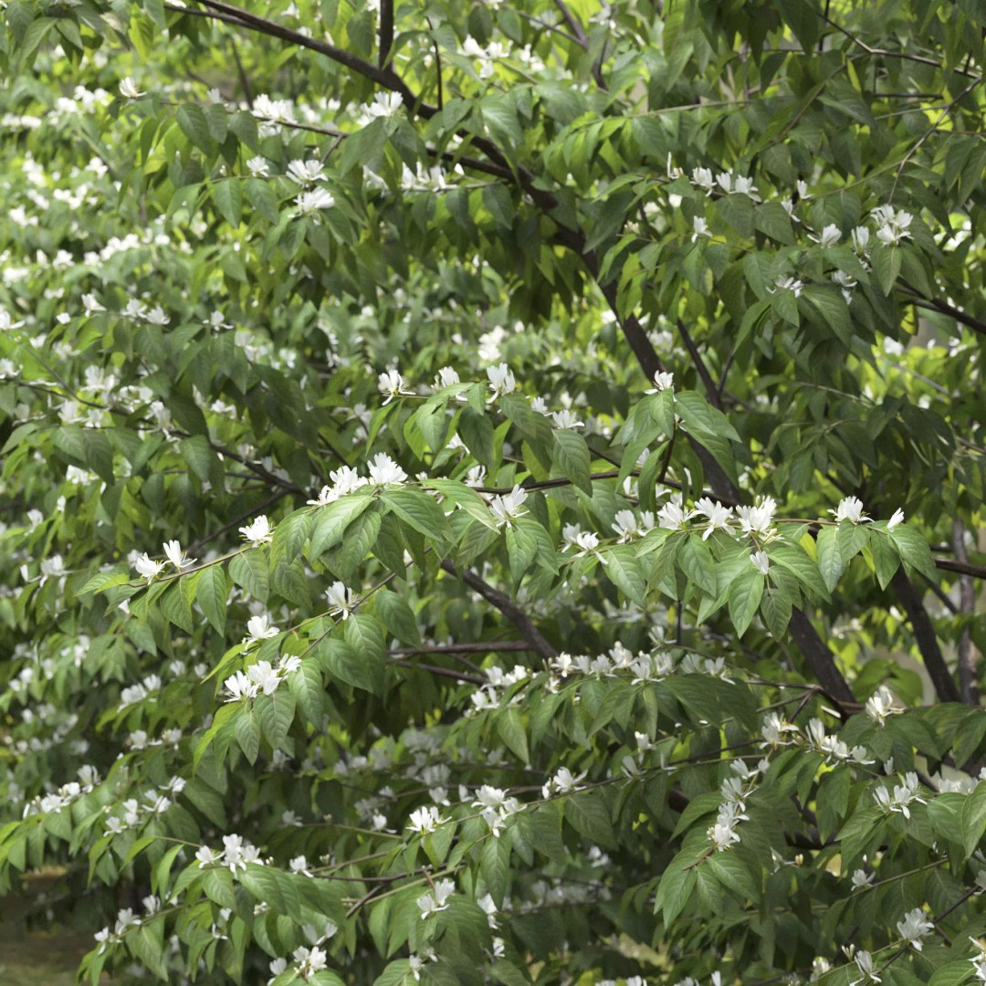 Lonicera Maackii 3D Model – Realistic Plant Asset with PBR Textures, FBX - View 3