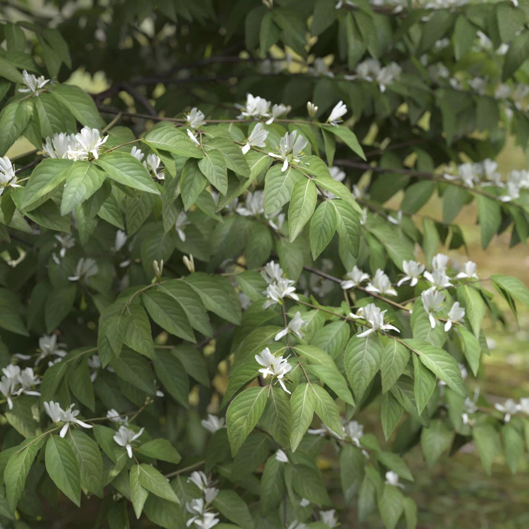 Lonicera Maackii 3D Model – Realistic Plant Asset with PBR Textures, FBX - View 5