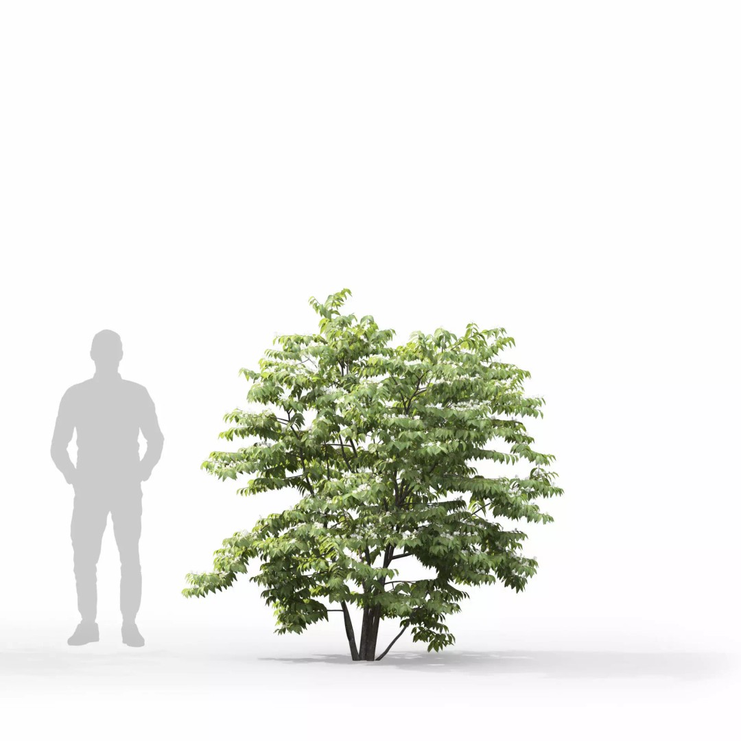 Lonicera Maackii 3D Model – Realistic Plant Asset with PBR Textures, FBX - View 6