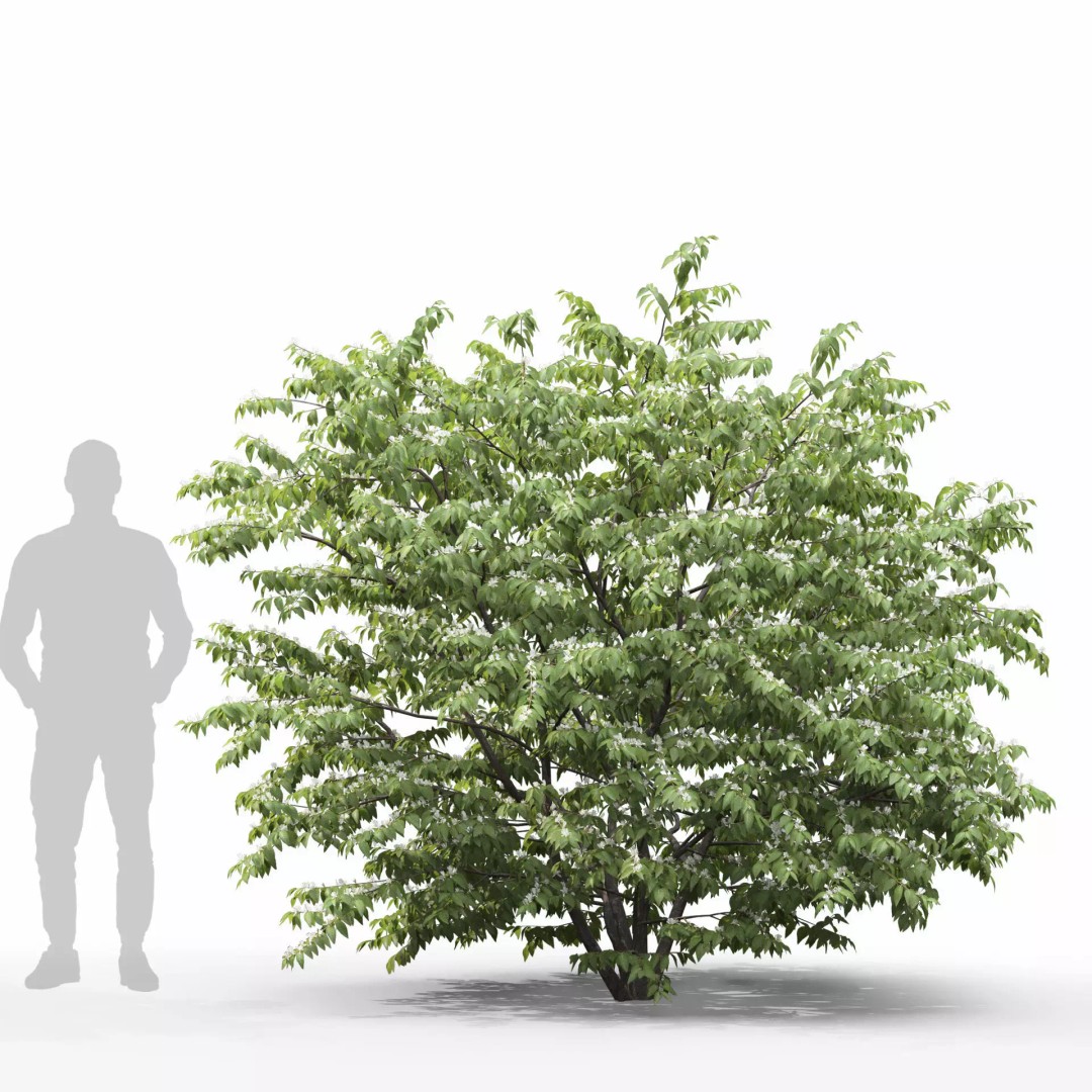 Lonicera Maackii 3D Model – Realistic Plant Asset with PBR Textures, FBX - View 7