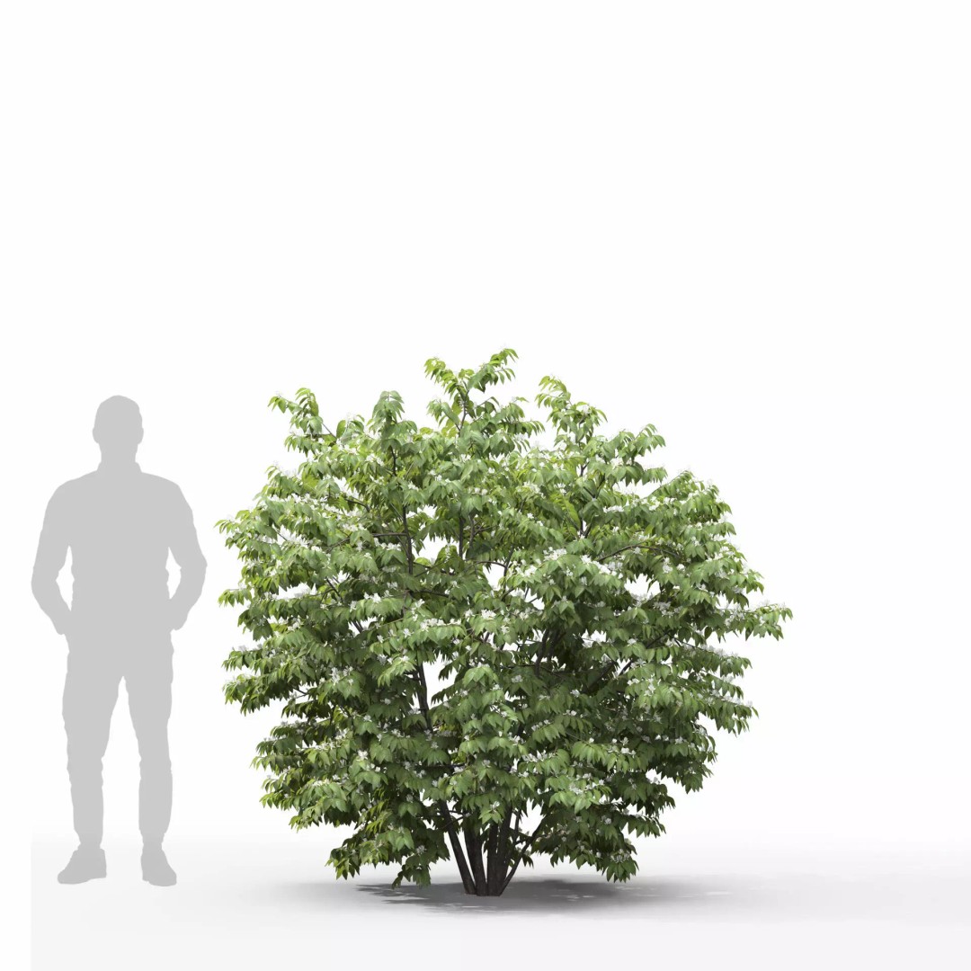 Lonicera Maackii 3D Model – Realistic Plant Asset with PBR Textures, FBX - View 8