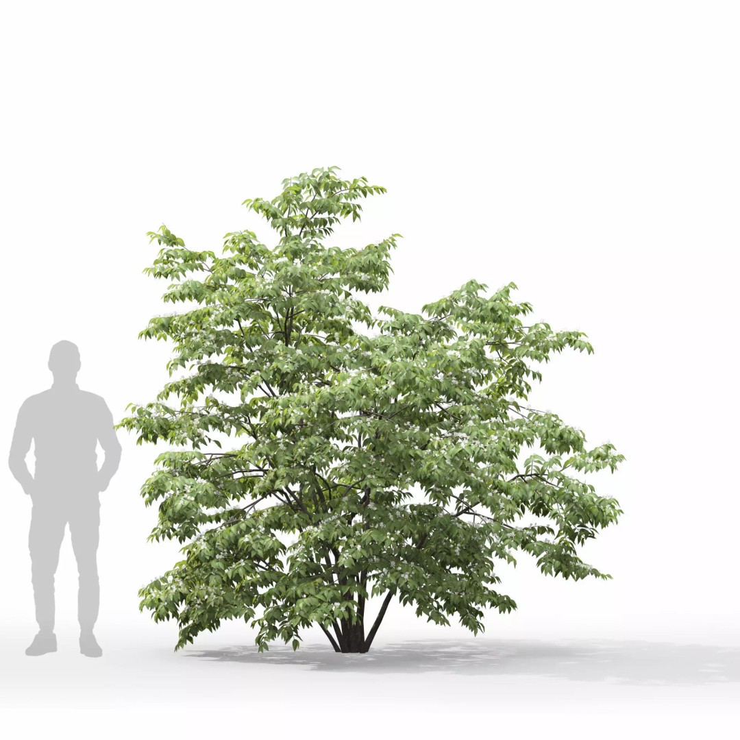 Lonicera Maackii 3D Model – Realistic Plant Asset with PBR Textures, FBX - View 9
