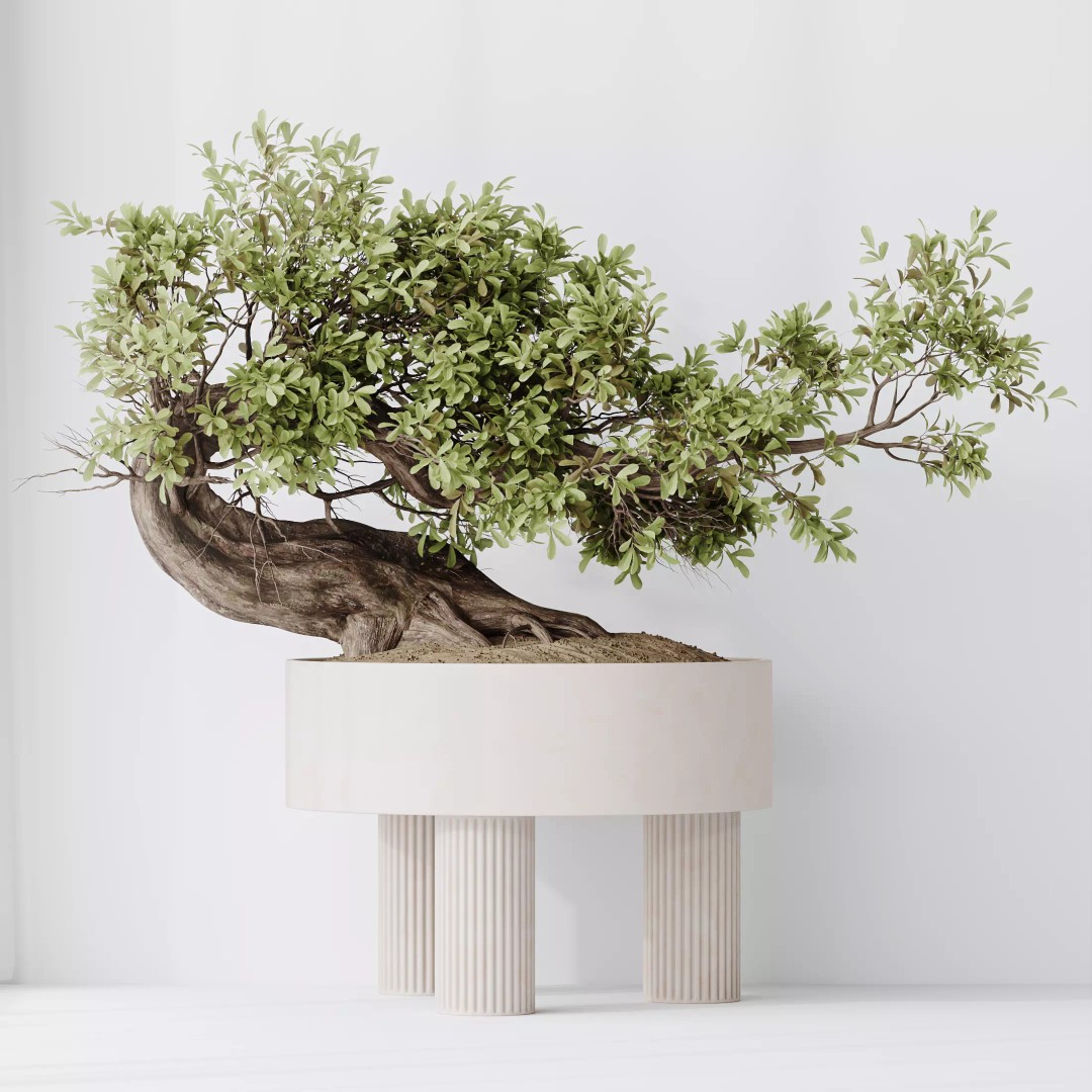 Ficus Retusa Microcarpa Bonsai 3D Model – High Poly PBR Asset, FBX & Blender - View 2