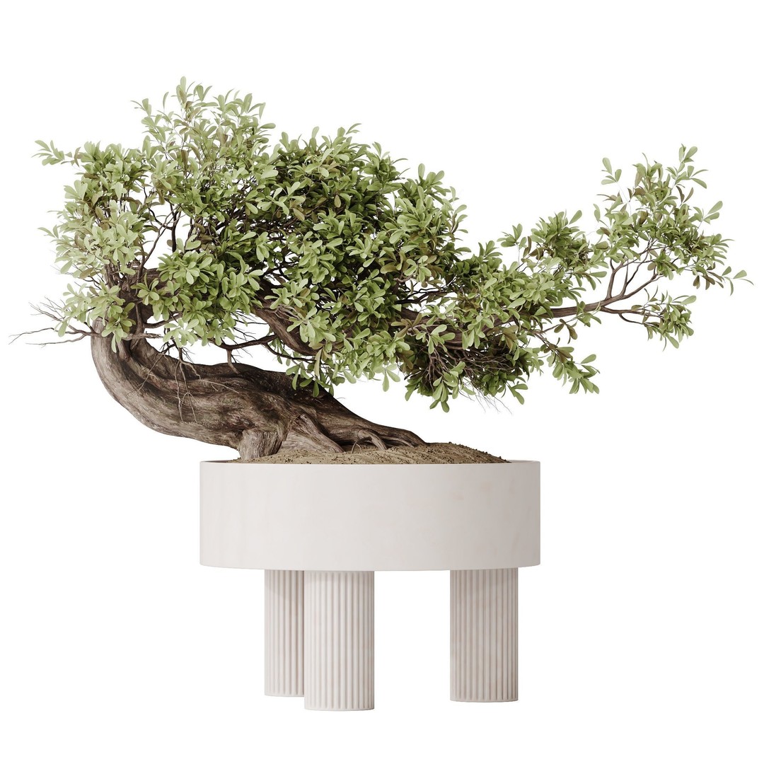 Ficus Retusa Microcarpa Bonsai 3D Model – High Poly PBR Asset, FBX & Blender - View 3