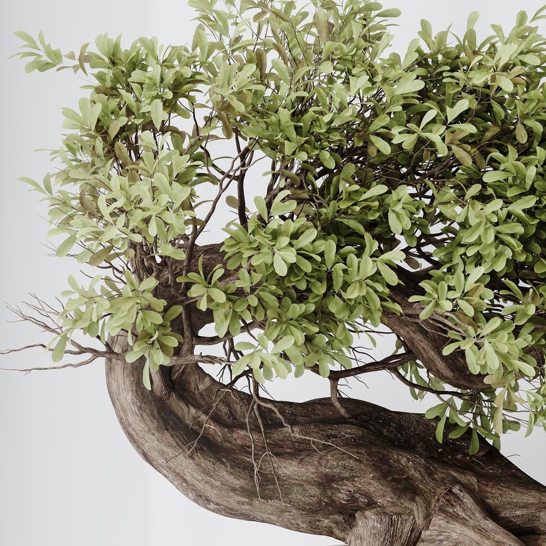 Ficus Retusa Microcarpa Bonsai 3D Model – High Poly PBR Asset, FBX & Blender - View 4