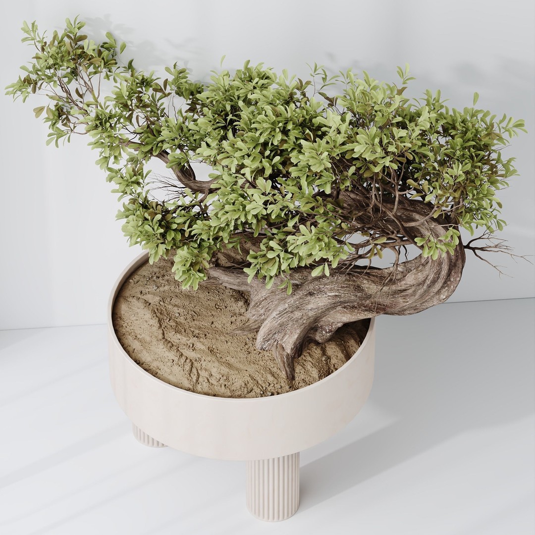 Ficus Retusa Microcarpa Bonsai 3D Model – High Poly PBR Asset, FBX & Blender - View 5