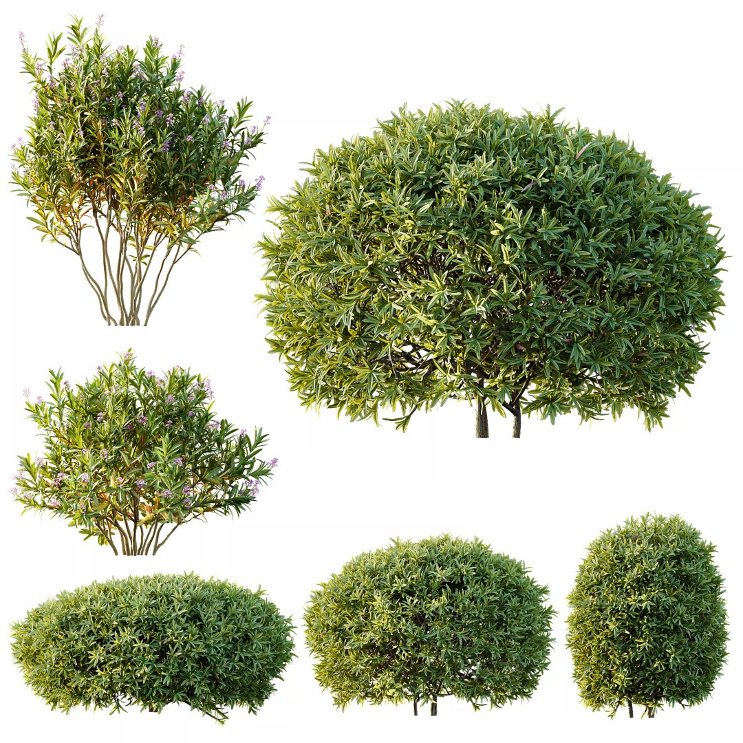 Phillyrea Angustifolia & Oleander 3D Model – PBR Game Asset, FBX, OBJ - View 2