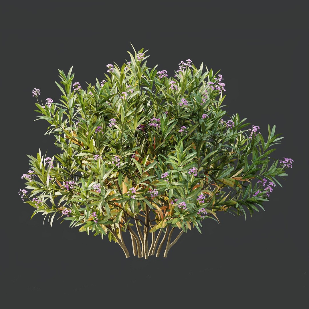 Phillyrea Angustifolia & Oleander 3D Model – PBR Game Asset, FBX, OBJ - View 3