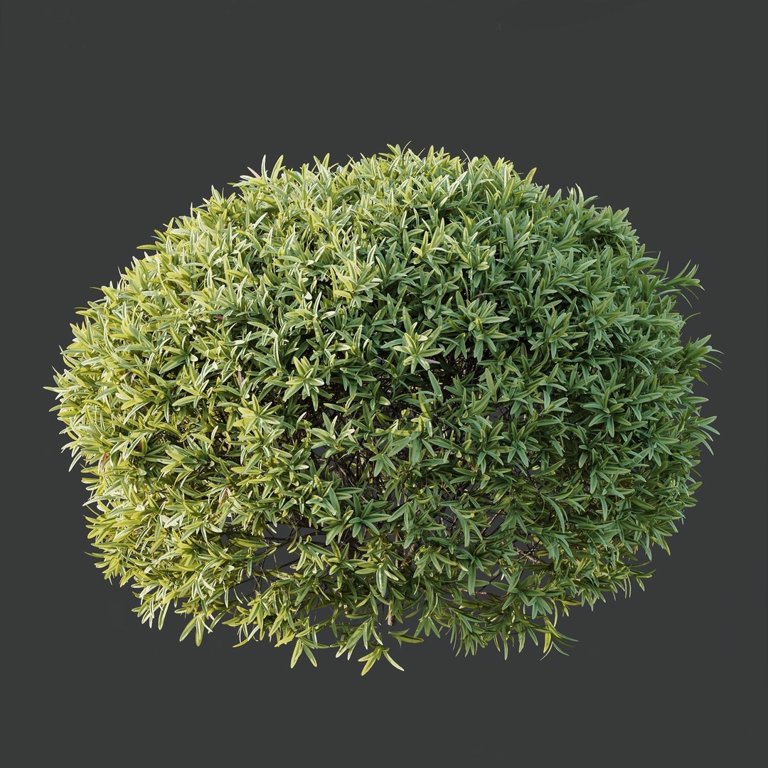 Phillyrea Angustifolia & Oleander 3D Model – PBR Game Asset, FBX, OBJ - View 4