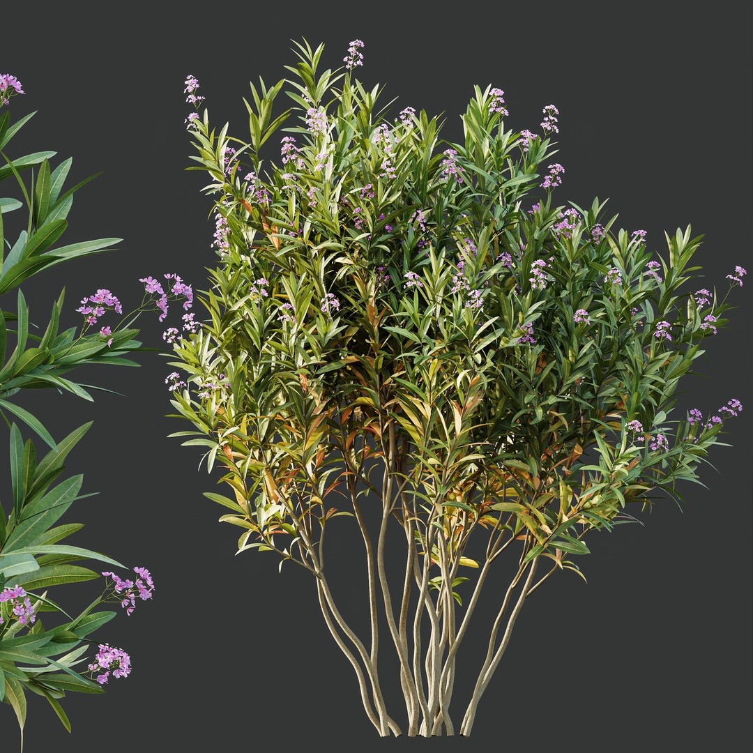 Phillyrea Angustifolia & Oleander 3D Model – PBR Game Asset, FBX, OBJ - View 5