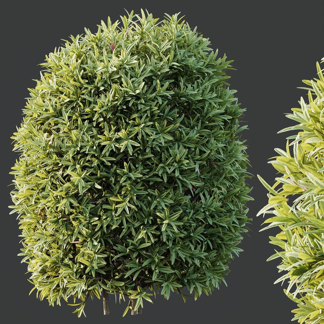Phillyrea Angustifolia & Oleander 3D Model – PBR Game Asset, FBX, OBJ - View 6