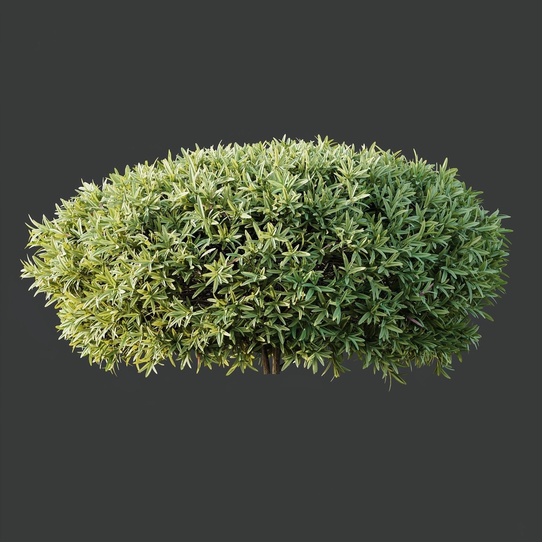 Phillyrea Angustifolia & Oleander 3D Model – PBR Game Asset, FBX, OBJ - View 8