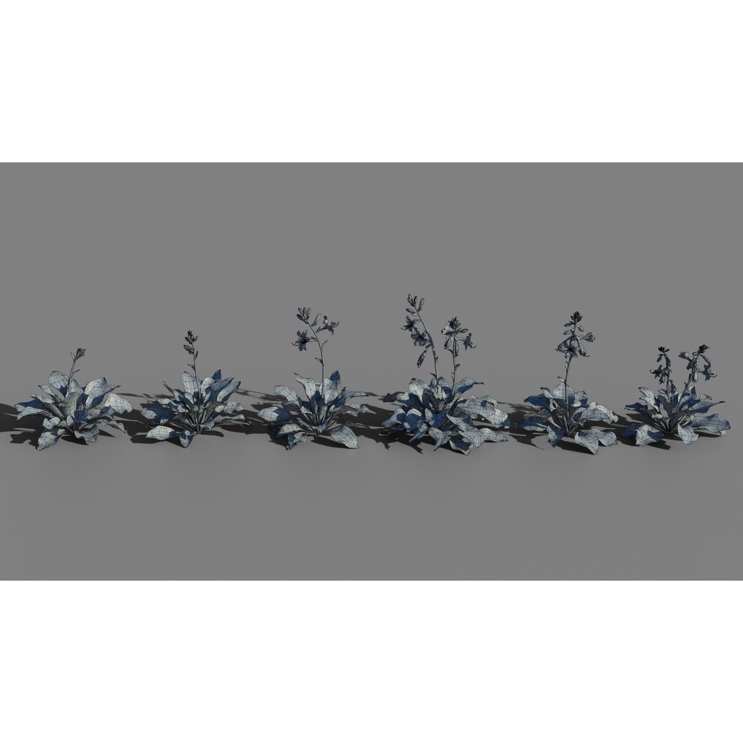 Hosta 3D Model – Low Poly PBR Plant Asset, FBX & OBJ - View 11