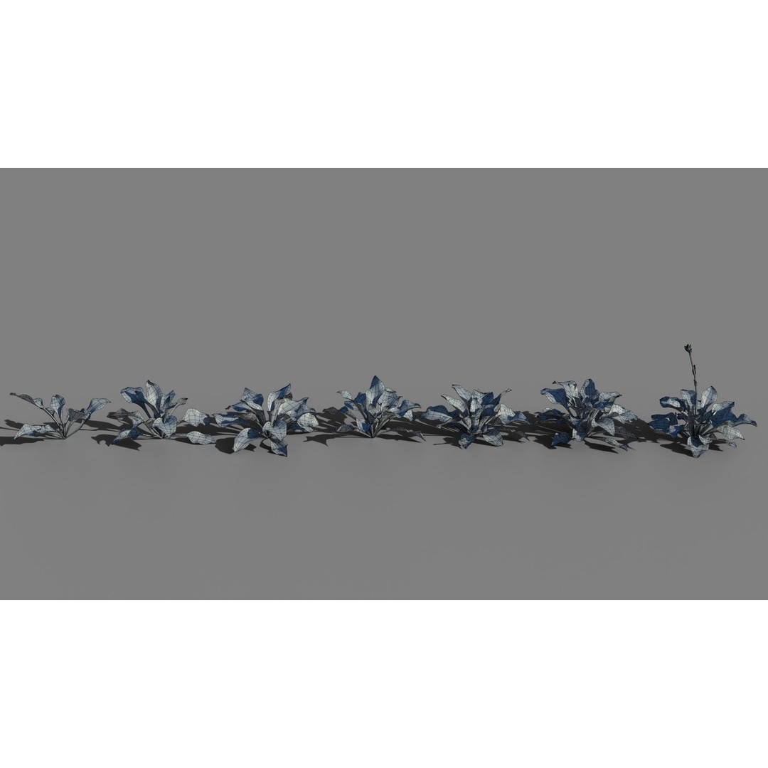 Hosta 3D Model – Low Poly PBR Plant Asset, FBX & OBJ - View 12