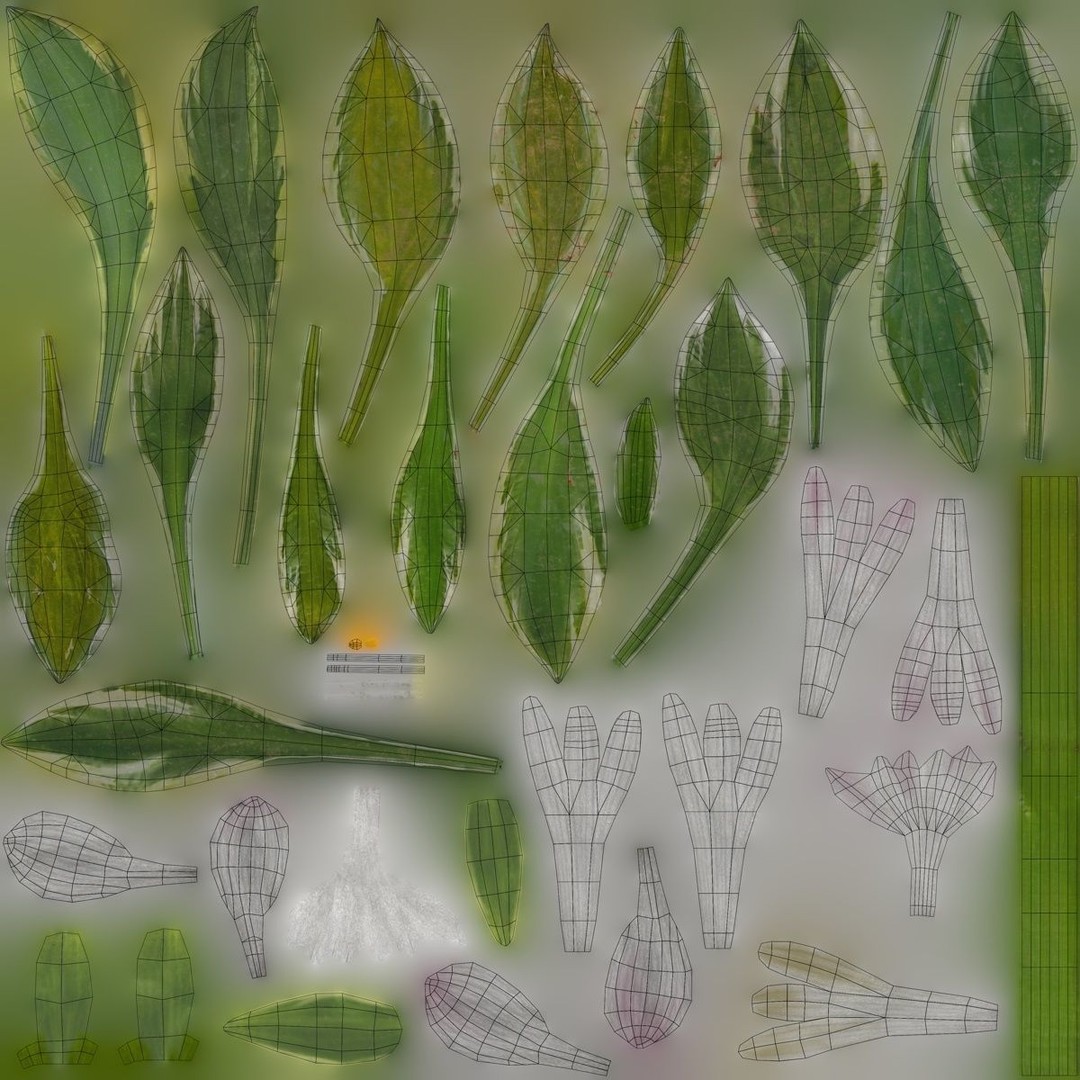 Hosta 3D Model – Low Poly PBR Plant Asset, FBX & OBJ - View 14
