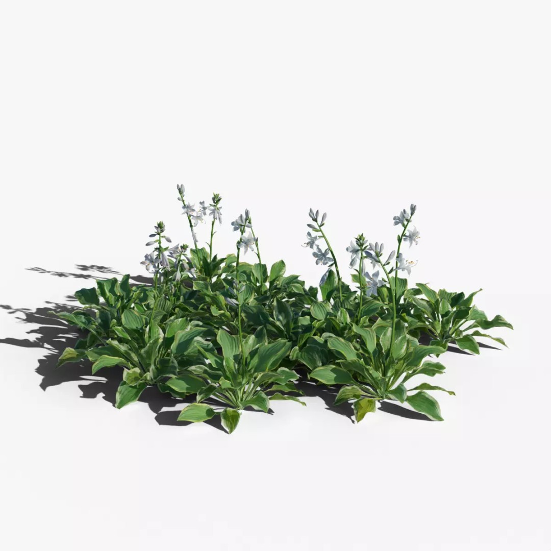 Hosta 3D Model – Low Poly PBR Plant Asset, FBX & OBJ - View 2