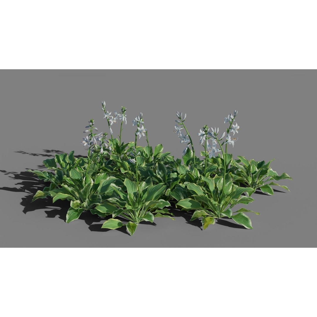 Hosta 3D Model – Low Poly PBR Plant Asset, FBX & OBJ - View 3