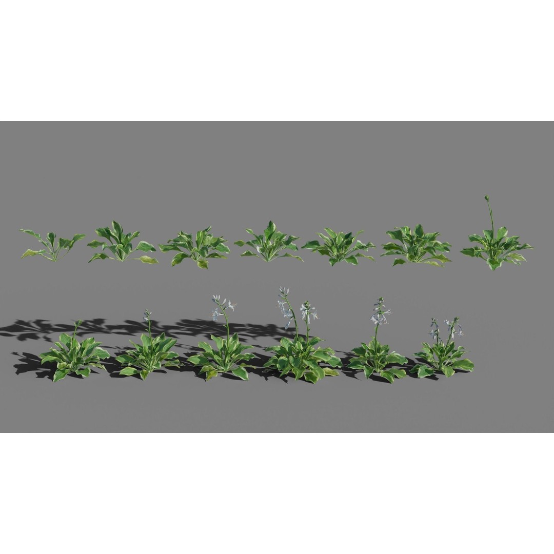 Hosta 3D Model – Low Poly PBR Plant Asset, FBX & OBJ - View 4