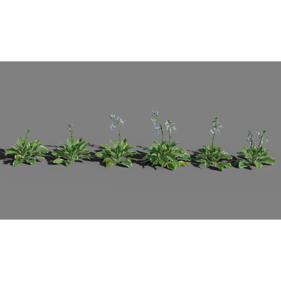 Hosta 3D Model – Low Poly PBR Plant Asset, FBX & OBJ - View 5