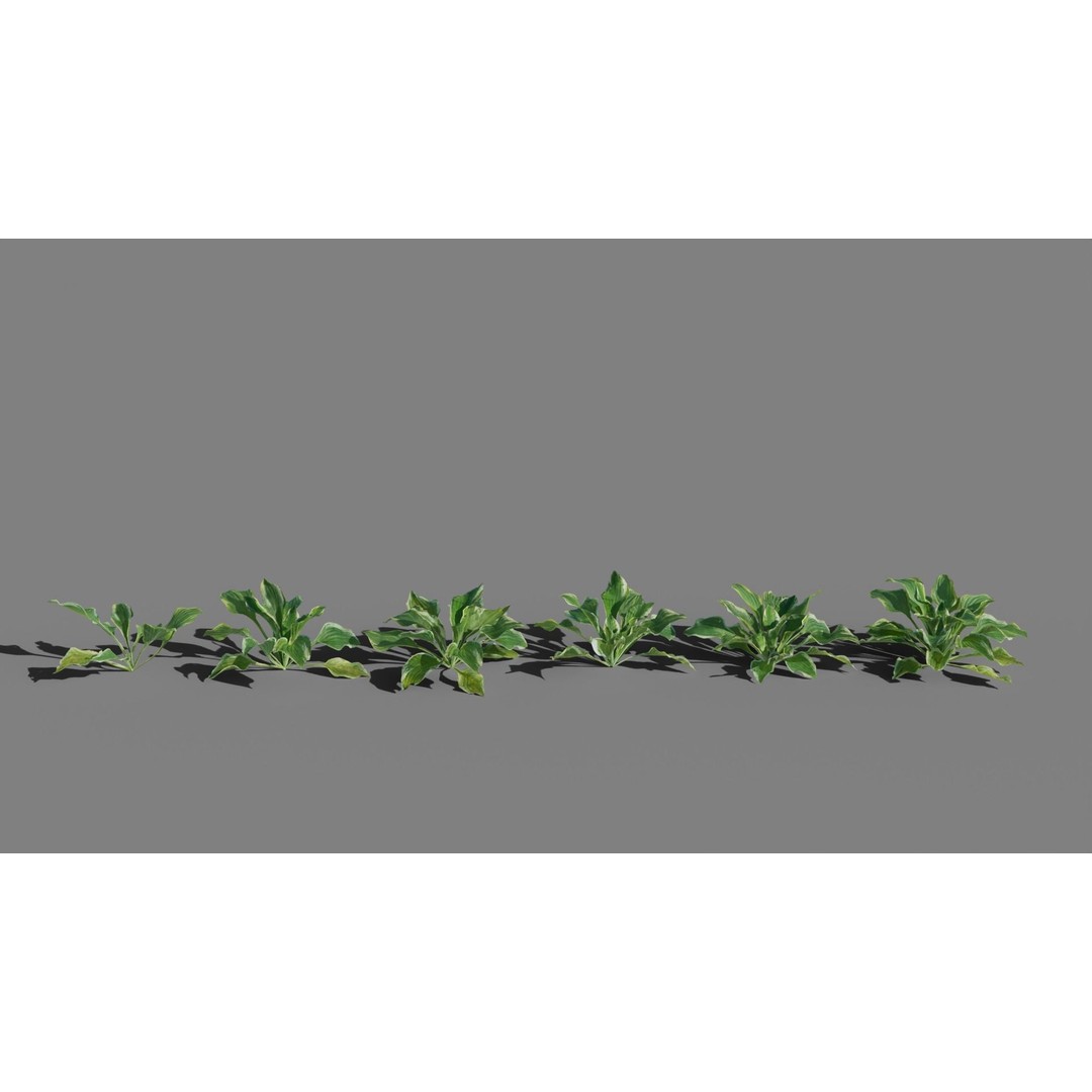 Hosta 3D Model – Low Poly PBR Plant Asset, FBX & OBJ - View 6