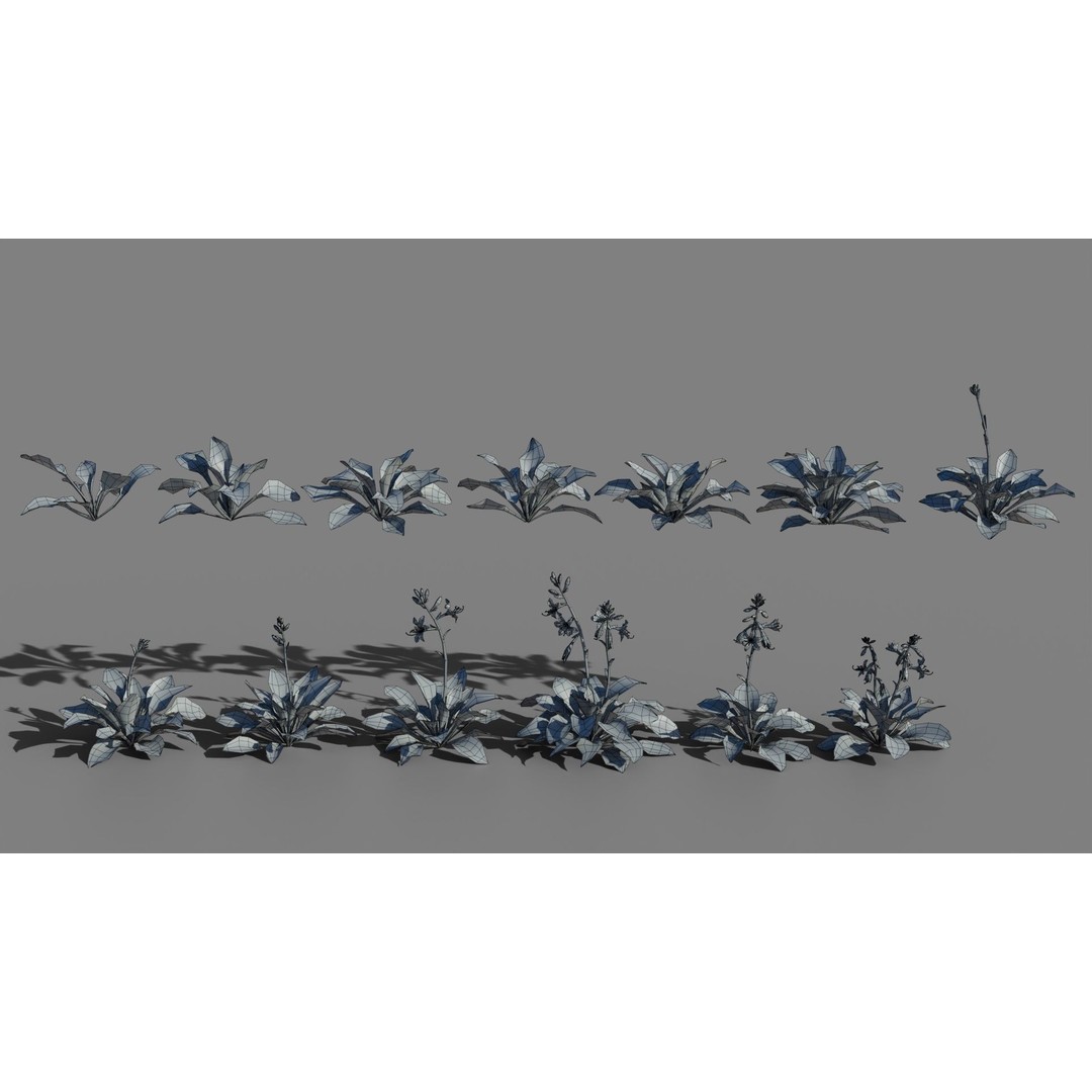 Hosta 3D Model – Low Poly PBR Plant Asset, FBX & OBJ - View 7